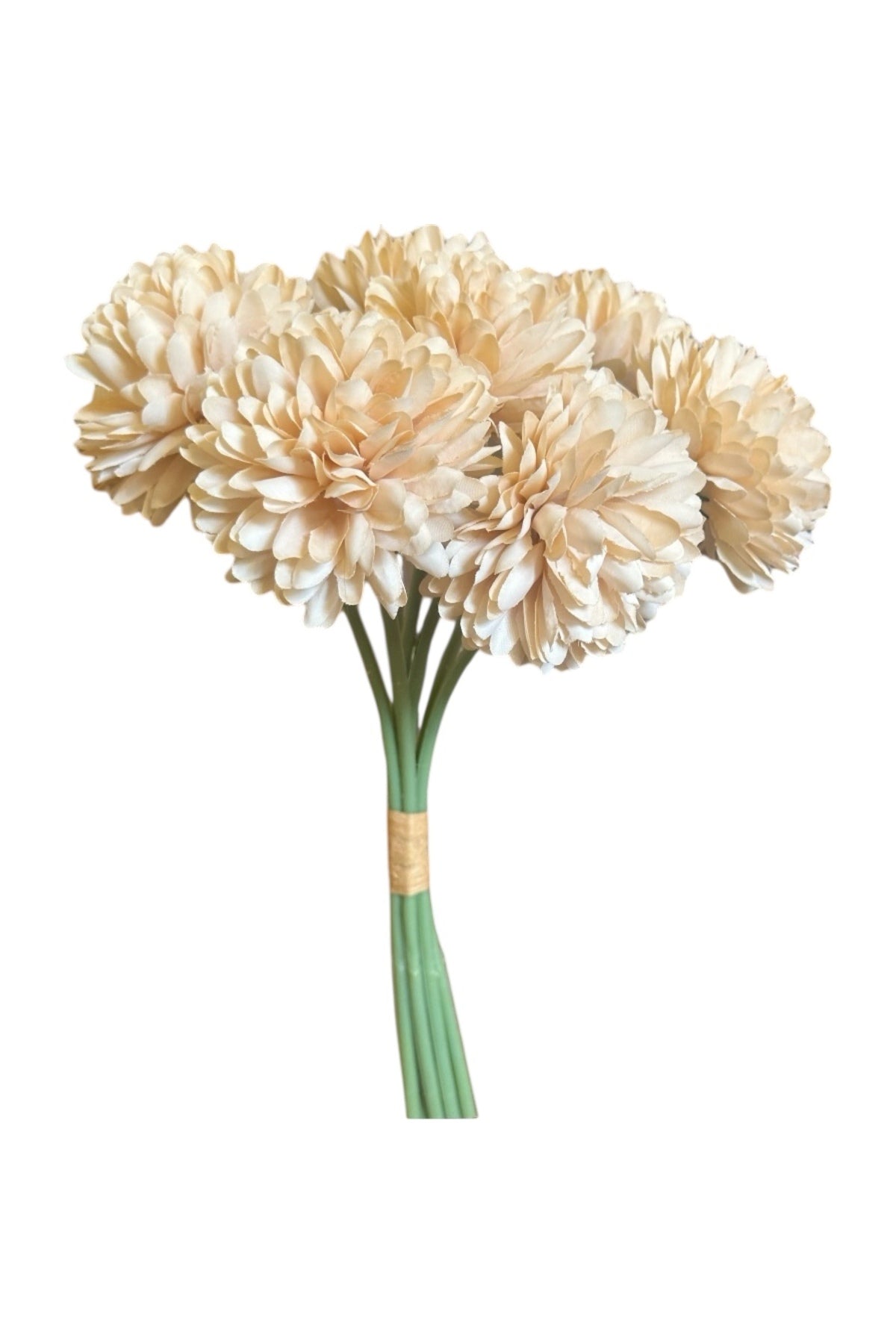 Champagne chrysanthemum flower heads