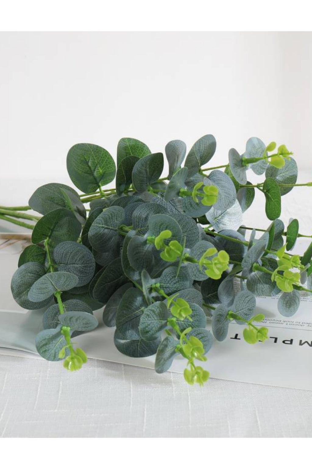 Eucalyptus leaves detail