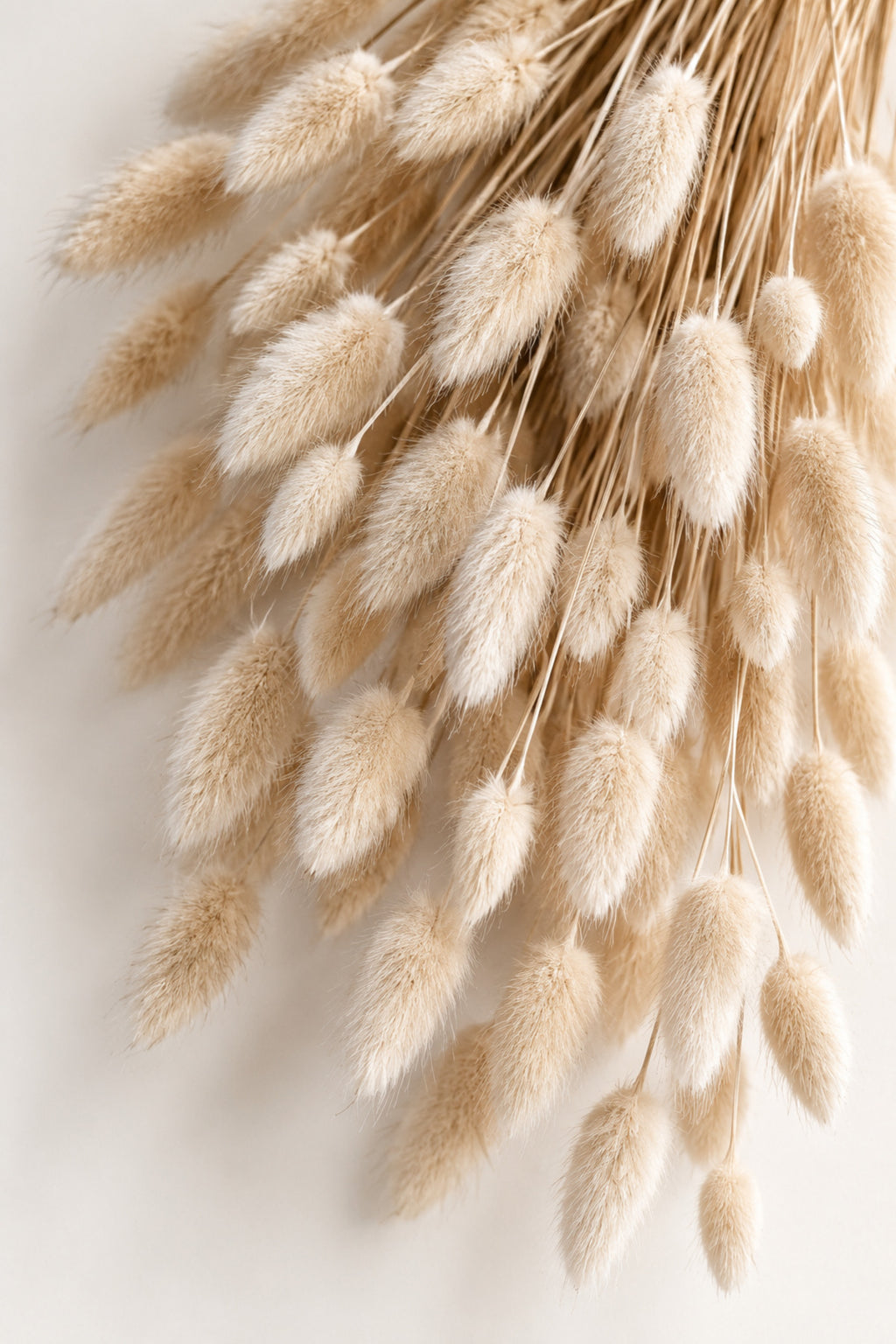 Natural white dried flowers