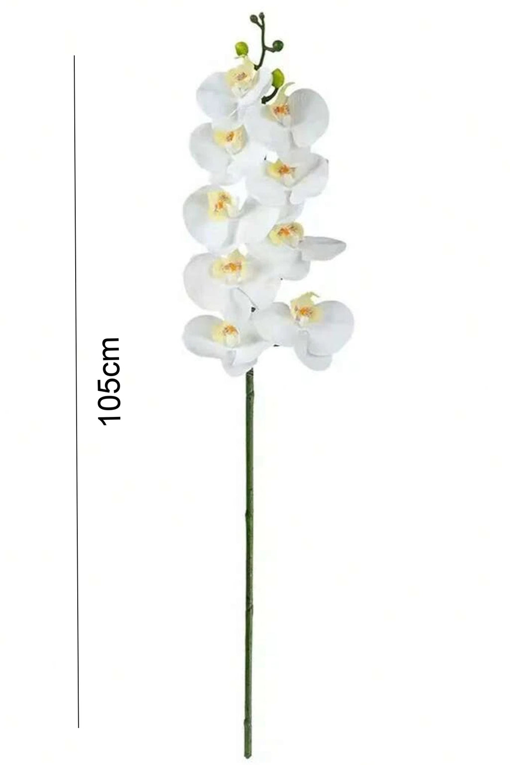 White orchid stem detail