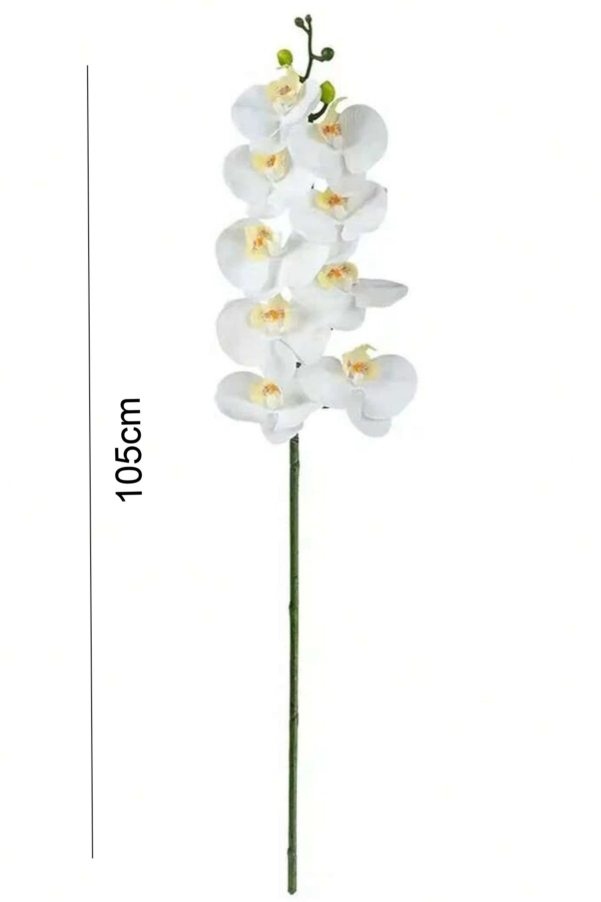 White orchid stem detail